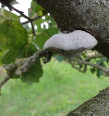 boomgaardvuurzwam (Phellinus tuberculosus) op pruimenboom